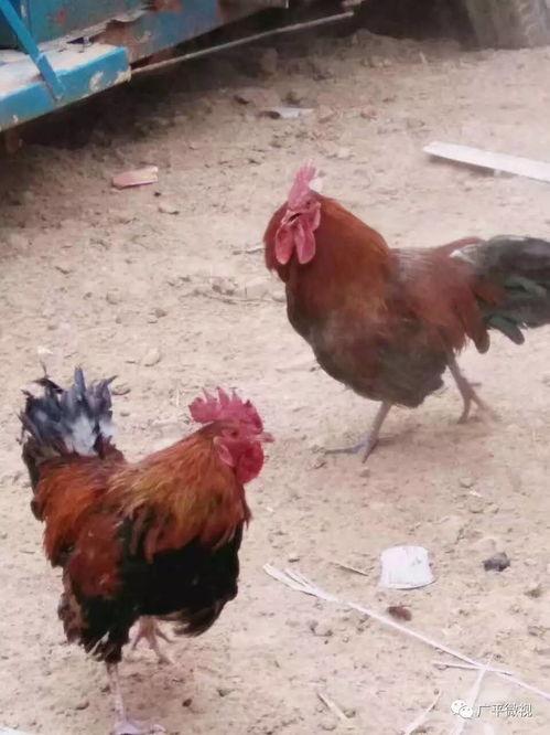 热门爆料公鸡打架视频播放,鸡界“拳击手”大比拼! 第2张 热门爆料公鸡打架视频播放,鸡界“拳击手”大比拼! 第2张